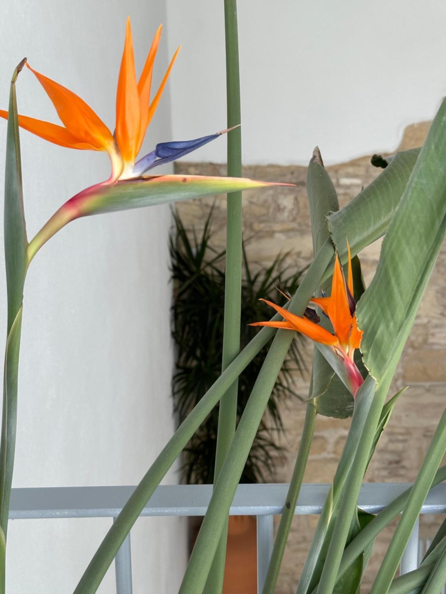 Casa Nuna Modern Loft With Private Garden Terrace เฮเรซ เด ลาฟรอนเตรา ภายนอก รูปภาพ